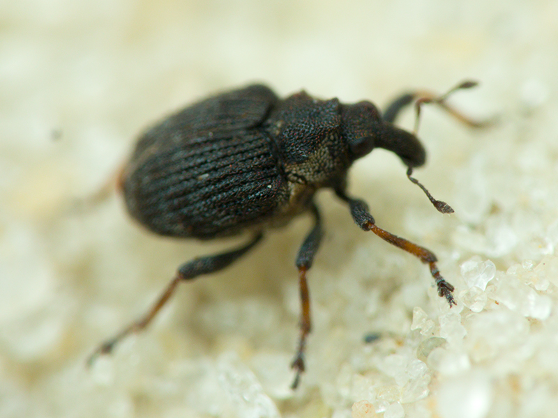 Curculionidae Latreille, 1802